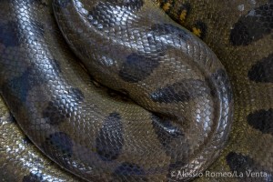 TPI 2015C Alessio Romeo-1072