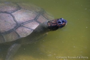 TPI 2015C Alessio Romeo-1336